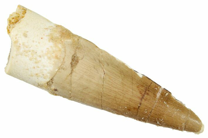 Fossil Spinosaurus Tooth - Real Dinosaur Tooth #269197